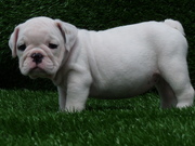 Cute lovely  bulldog puppies home riase