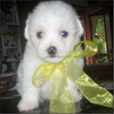 Bichon Frise Puppies for sale