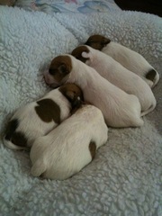 Jack Russel Puppies For Sale