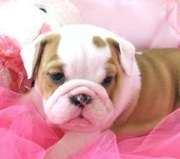 LOVELY ENGLISH BULLDOG PUPPIES 