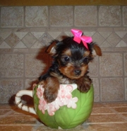 Beautiful Tiny Tea-Cup Yorkie Puppies  from Champion Dad & Mom. 