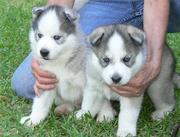 Siberian Husky puppies for sale ready live