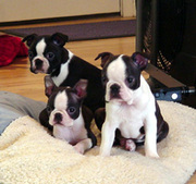 Purebred Boston Terrier Puppies