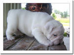 Champion English bulldog puppies for adoption.