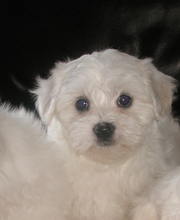 Maltese purebred puppies 