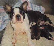 Boston Terrier Puppies