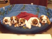     PUREBRED AKC $ CKC HEALTHY ENGLISH BULLDOG PUPPIES READY 4 ADOPTIO