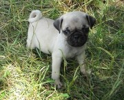 cute pug puppies for sale