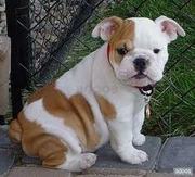 Home Train English Bulldog Puppies For Adoption