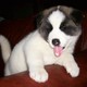 Cute akita puppies rehoming