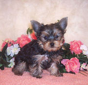 affection yorkie puppies for sale?