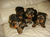 Tinny teacup yorkie puppies for free adoption