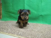 Healthy teacup yorkie pups