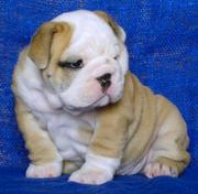 Two Cute English Bulldog Puppies for Free Adoption .