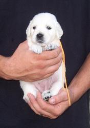  Charming Golden Retriever puppies