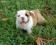 Look english bulldog puppies