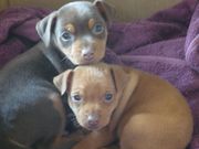 FOR SALE : Miniature pinscher puppies