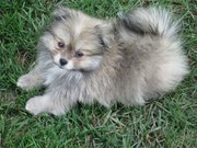 Shih+tzu+maltese+puppies+for+sale+brisbane