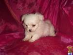 ADORABLE BABY MALTESE AND YORKIES PUPPIES SEEKING GOOD HOMES.