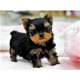 Sweet Excelent T Cup Yorkie Puppy For Free Adoption