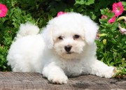 Gorgeous Bichon Frise puppies