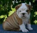 Healthy English Bulldog Puppies(sheree.f4550@yahoo.com)