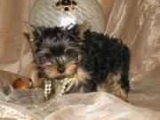 Sweet Charming Teacup yorkie puppies for adoption ( brandylens@live.co