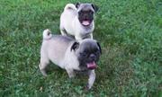 lovely pug puppies for good home