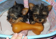 Sweet female and male puppies for a rehome