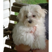   Gorgeous Female Maltese Puppy 