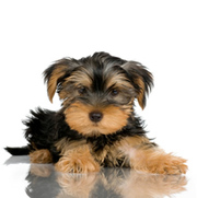 Tiny Akc Reg Tcup Yorkie