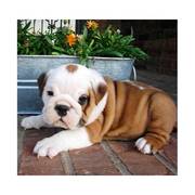 Gorgeous English Bulldog puppies for sale