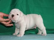  POTTY TRAINED ENGLISH BULLDOG  PUPPIES