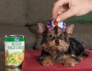 male and female yorkie puppies 