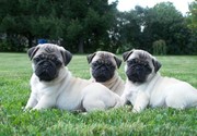 pug puppies for sale