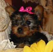 Lovely Male And Female Teacup Yorkie Puppies For Adoption!!