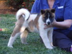 CUTE AND LOVABLE AKITA PUPPIES  FOR  ADOPTION