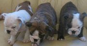 English Bulldog pupies