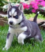  Two Lovely siberian husky puppies for sale