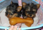 affectionate cute charming yorkie puppies for adoption