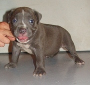 male american pitbull terrier puppy