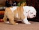 Male And Female English Bulldog Puppies For Good Homes