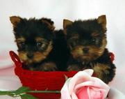 Mimi and Milo Tea Cup Yorkie Free Adoption.(macktracy89@yahoo.com)