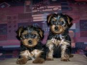 Adorable Yorkie Puppies For Adoption