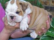 Healthy Adorable English Bulldog Puppies