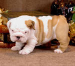 Precious English bulldog puppies