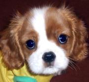 Cavalier King Charles puppies