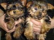 adorable yorkie  puppies