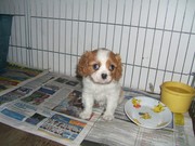 Cavalier King Charles