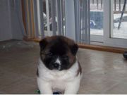  Akita Puppies For Cute Homes